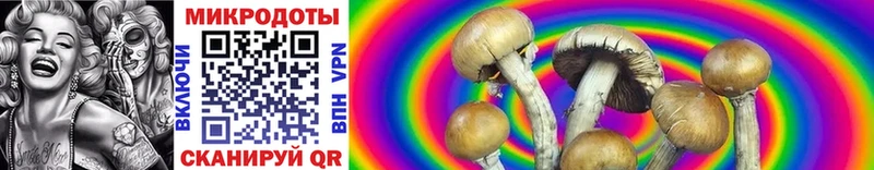 Псилоцибиновые грибы Psilocybe  Купить где  Трубчевск 